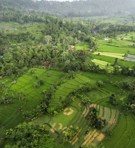 Coffee Plantation