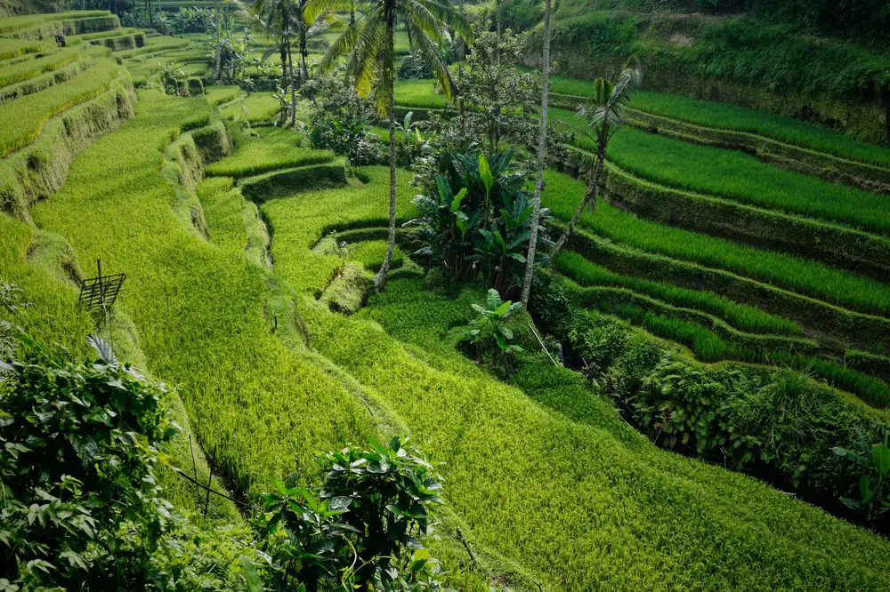 Tegalalang Rice Terrace