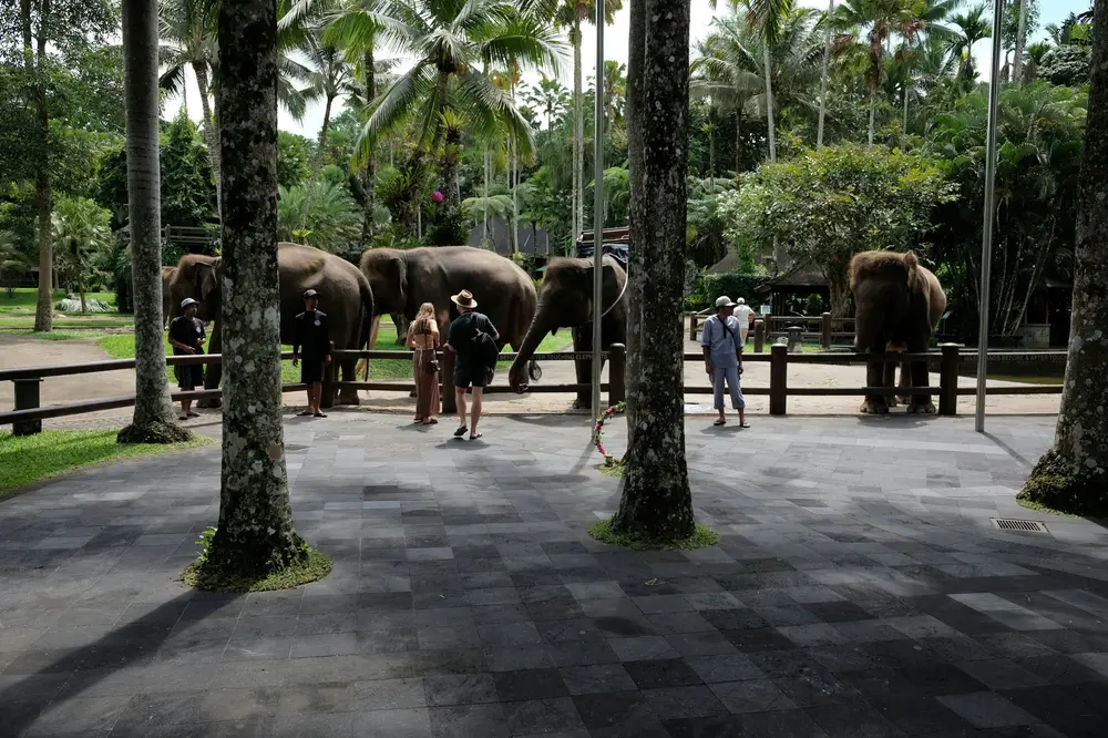 Bali Safari