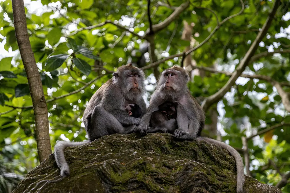 Monkey Forest